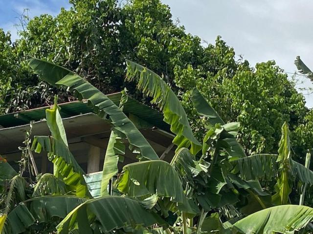 Gites Titanse, La Cabane Dans L Arbre Cadet  Bagian luar foto